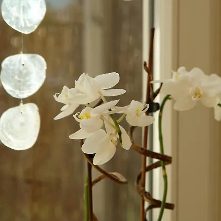 Lasse Appartement *